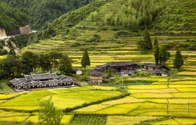 你知道大米都有哪些種類和又都有哪些區(qū)別嗎？